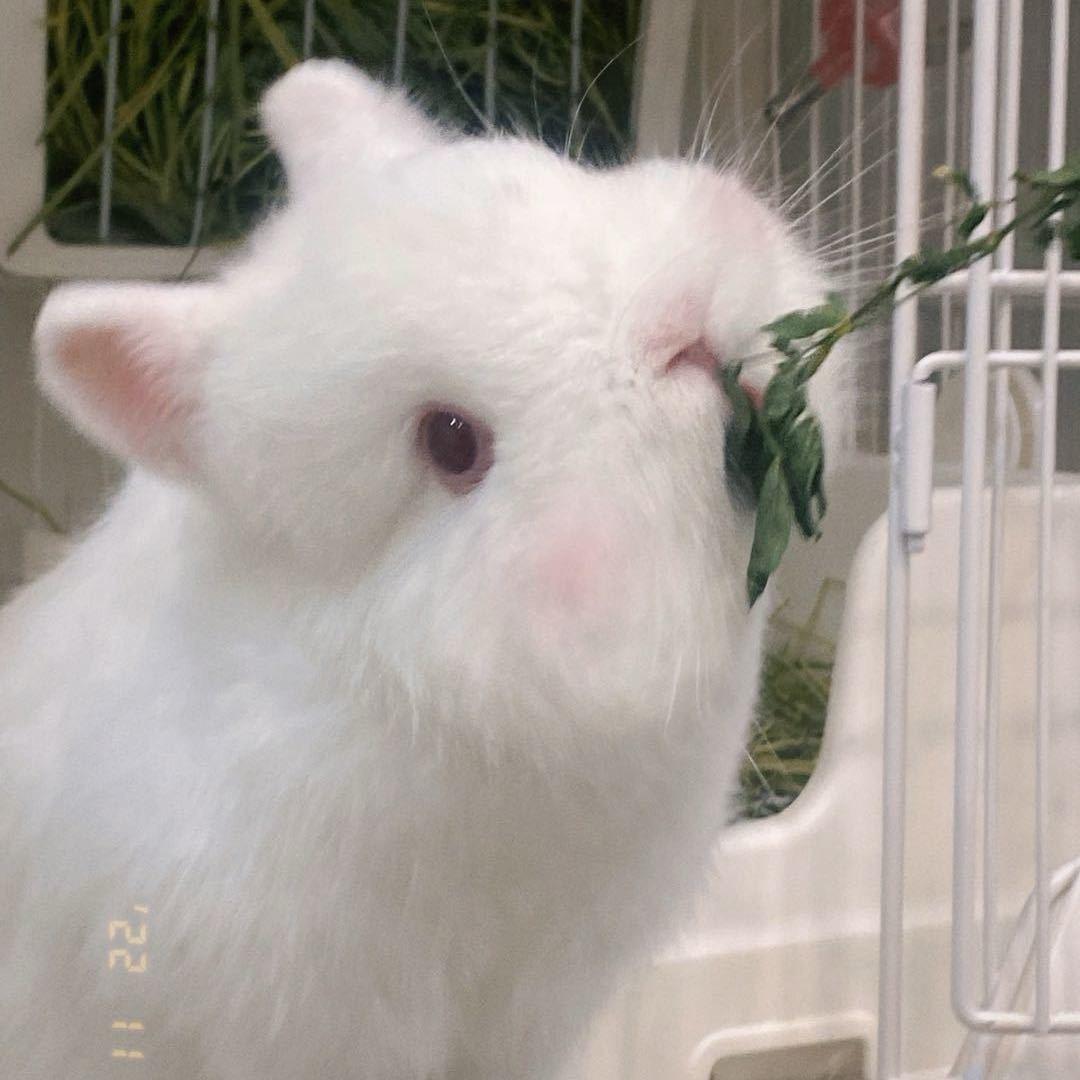 大山兔舍🐰（侏儒兔）