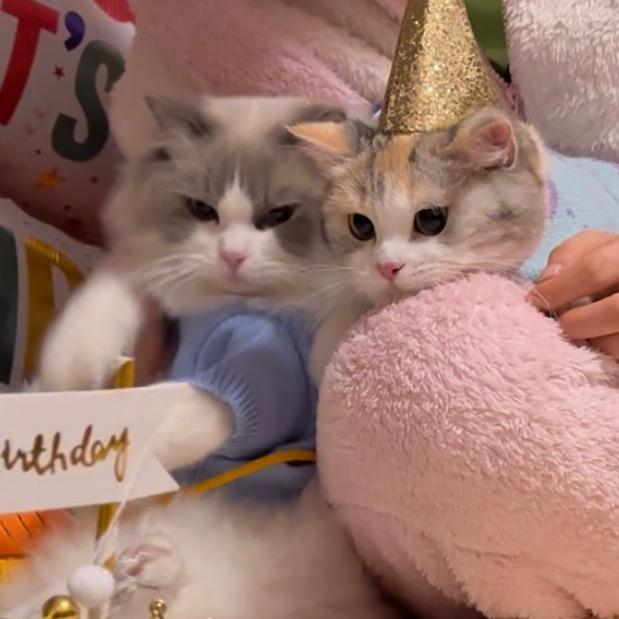 mo子（儿女双全版