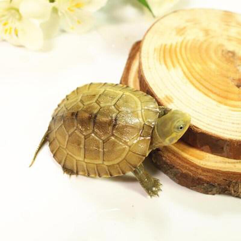 小鱼姐姐☘️