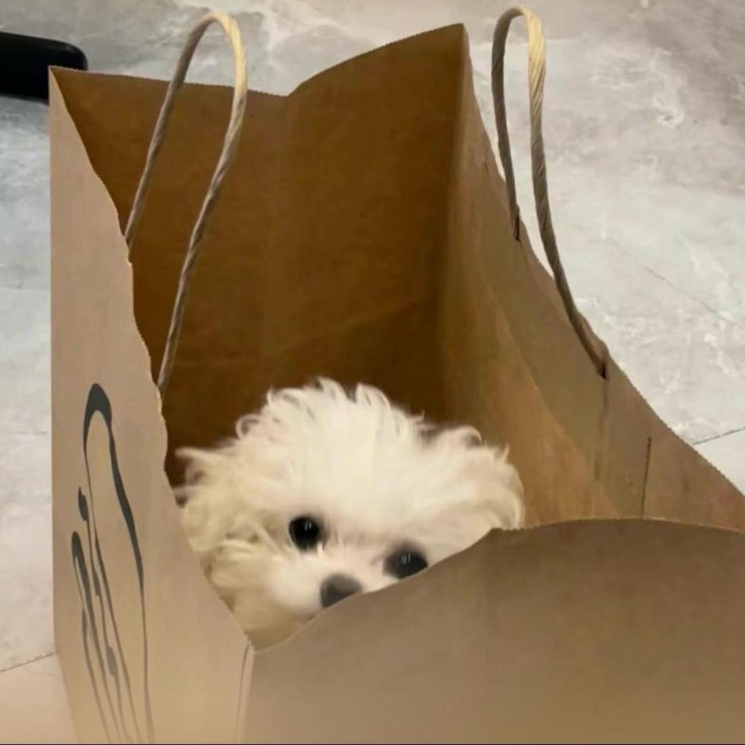 Hundqi