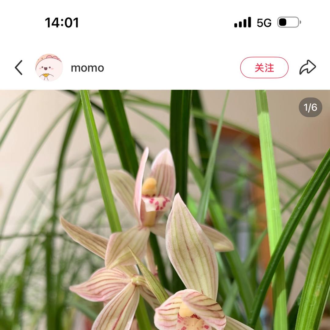 老彭花卉严选