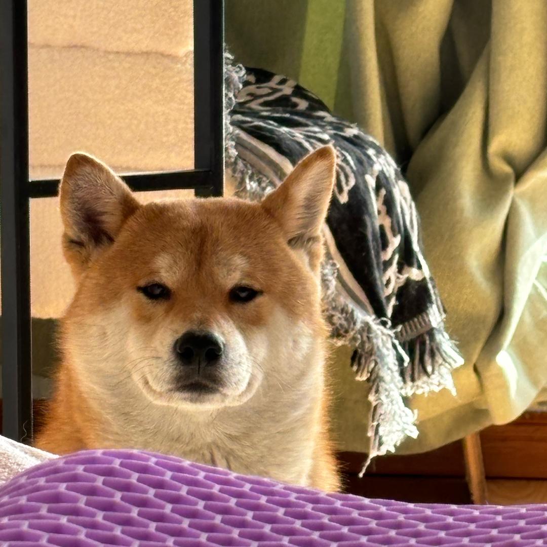 铲屎官叫瓜瓜
