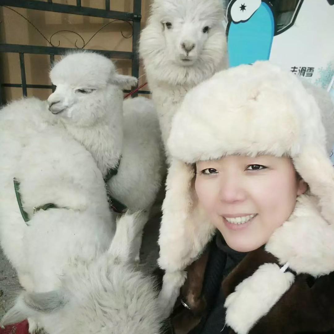 羊驼牧场