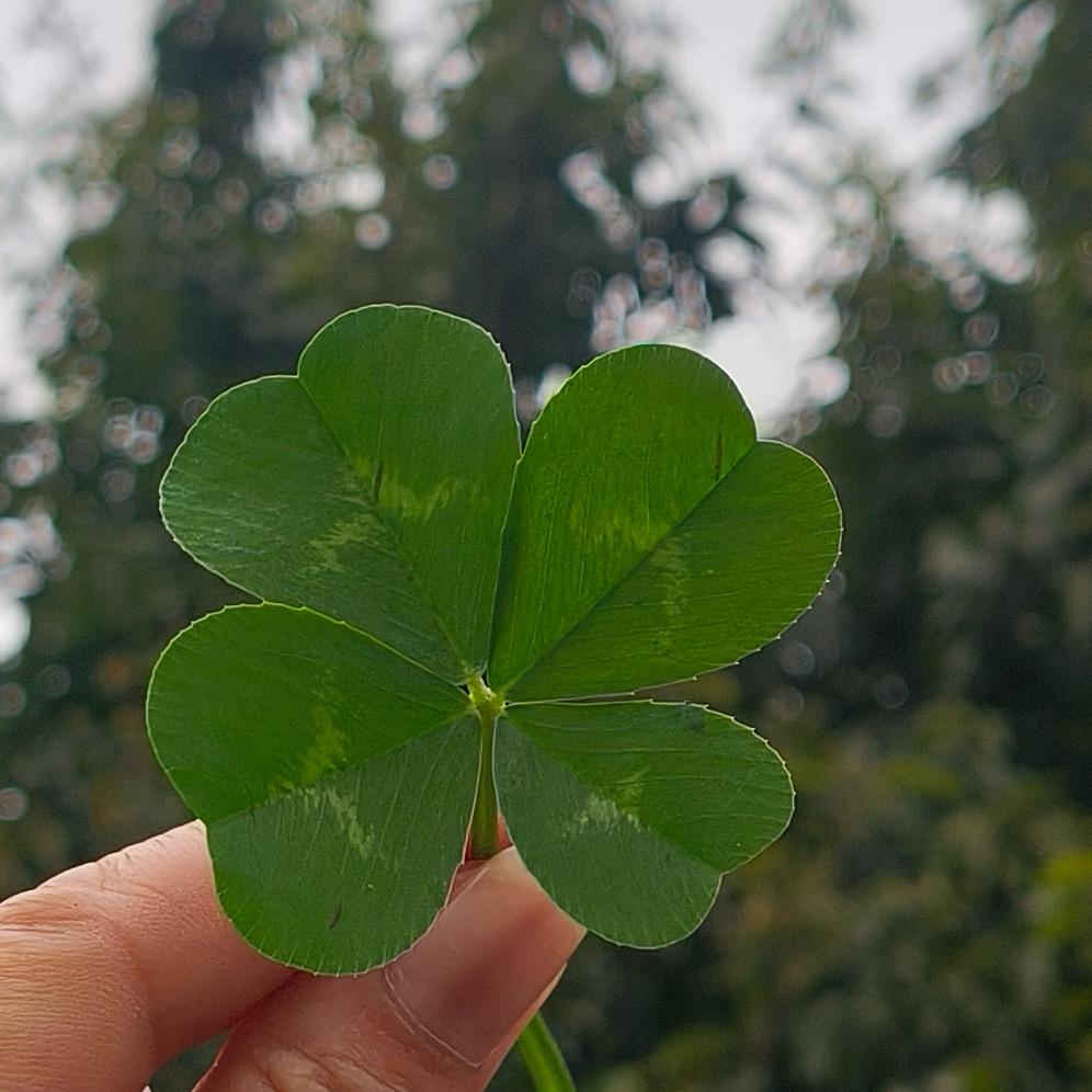 ꦿ໊鋒  鈊ꦿᩚ鎖٭鑀