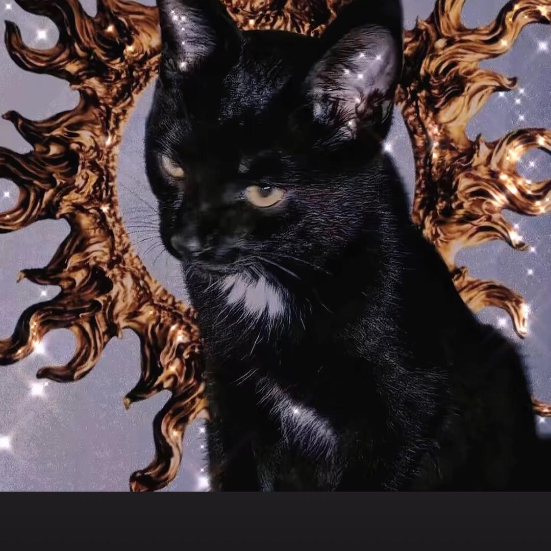 Black cat.