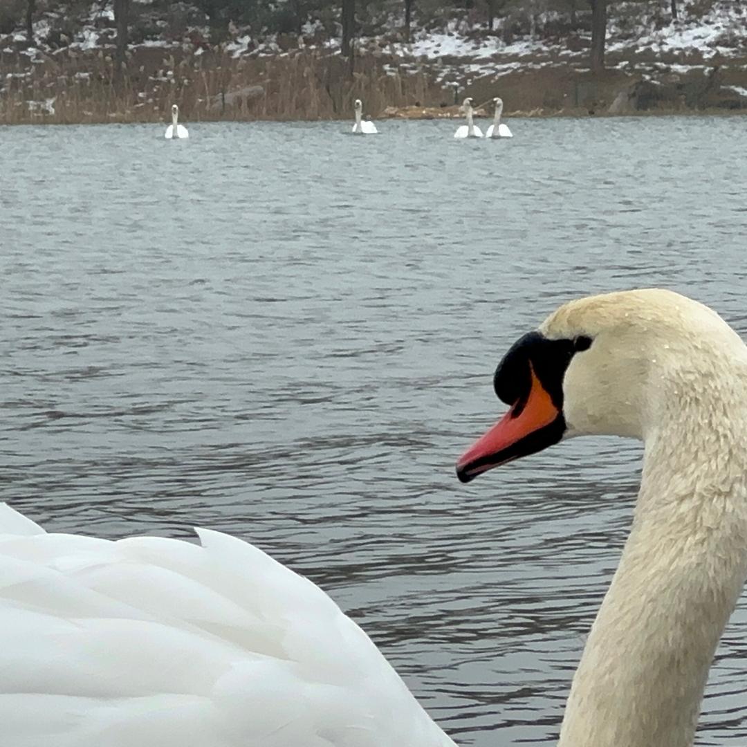 凯🦢🕊️