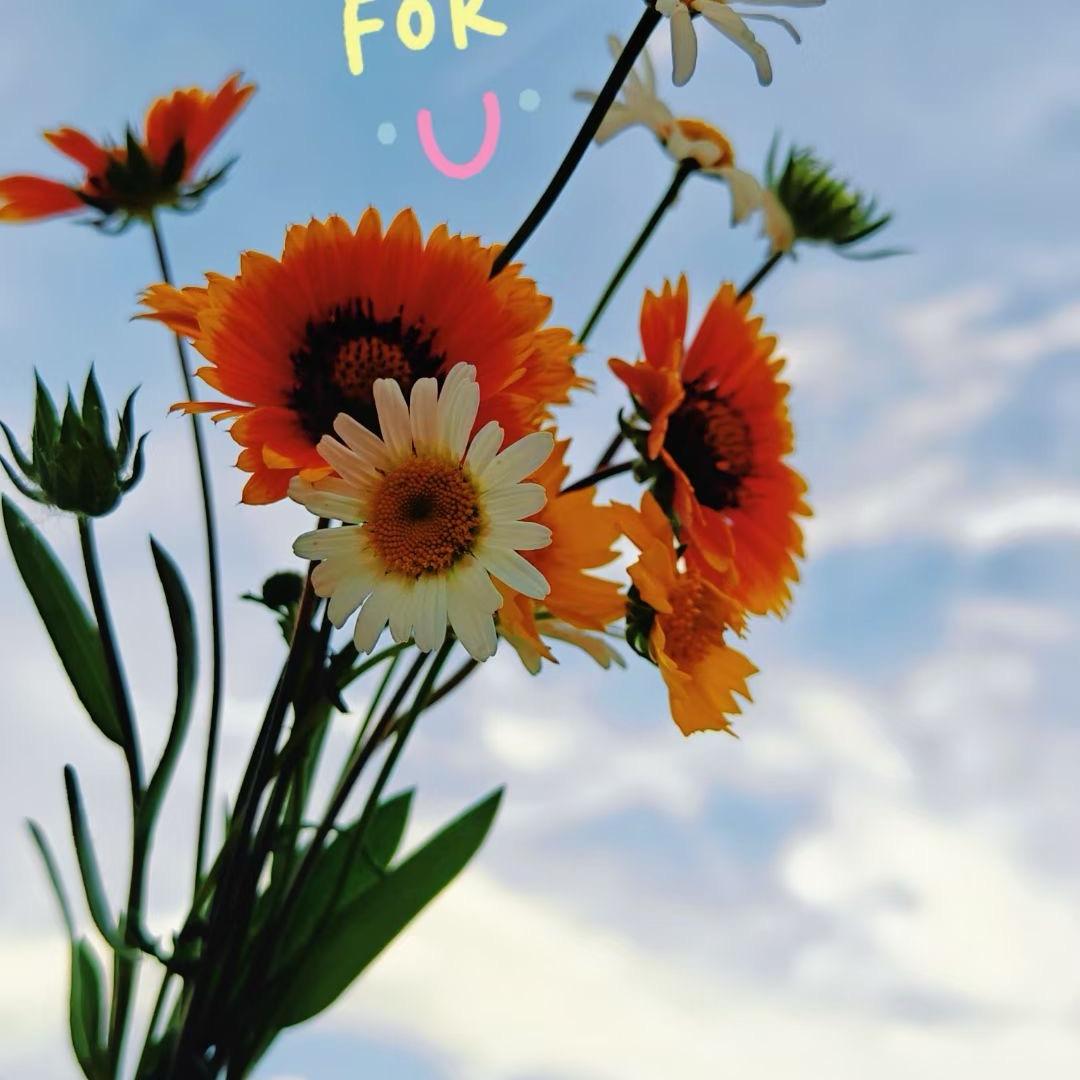 香芭拉