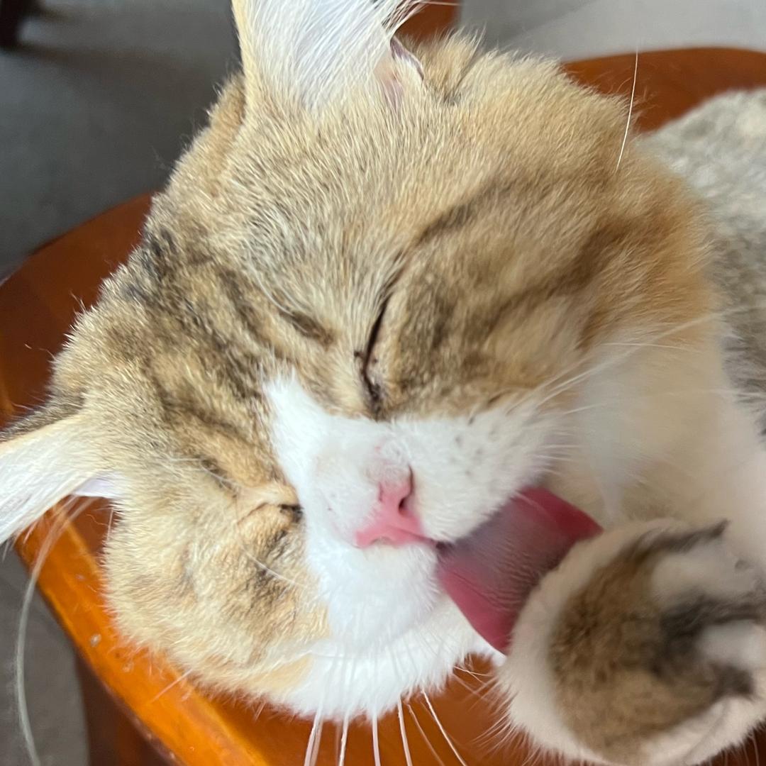 晨辰今天铲屎了吗？