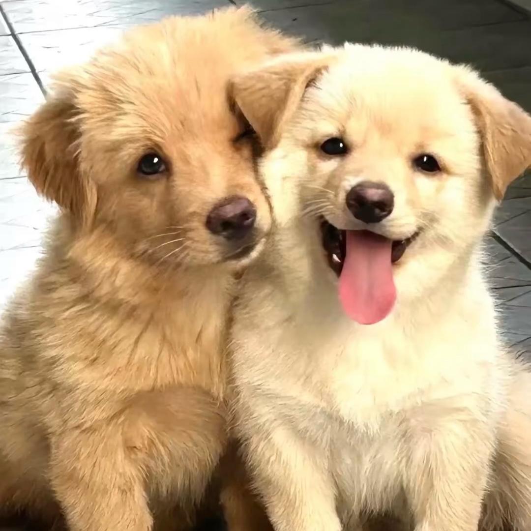 恰好画不尽晚风