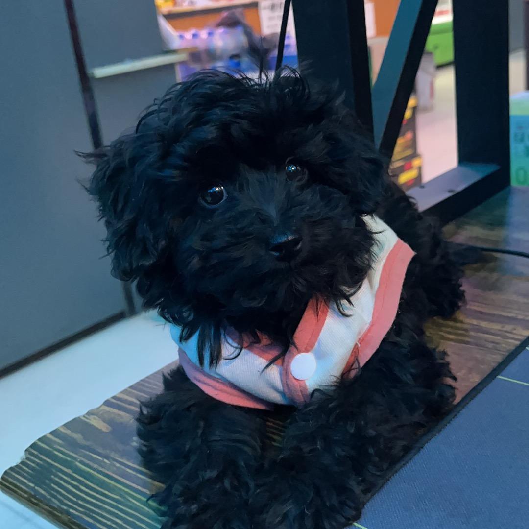 铅头钩打窝🎣（不打龟版）