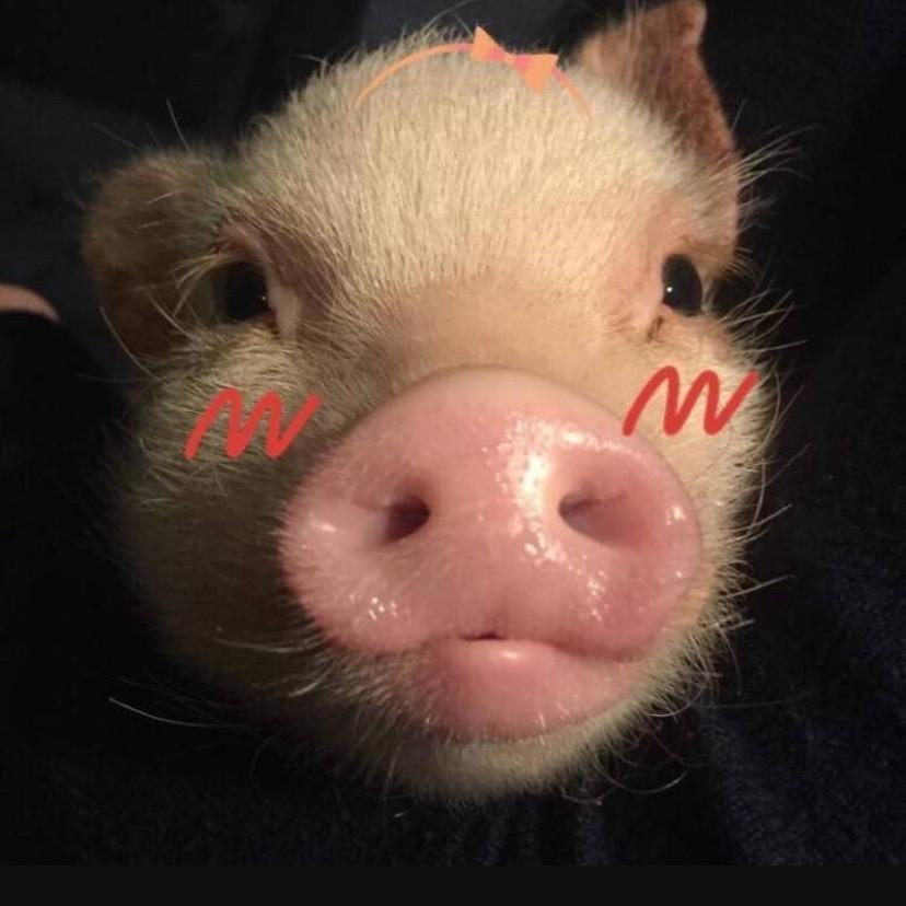 猪美妞黑猪养殖