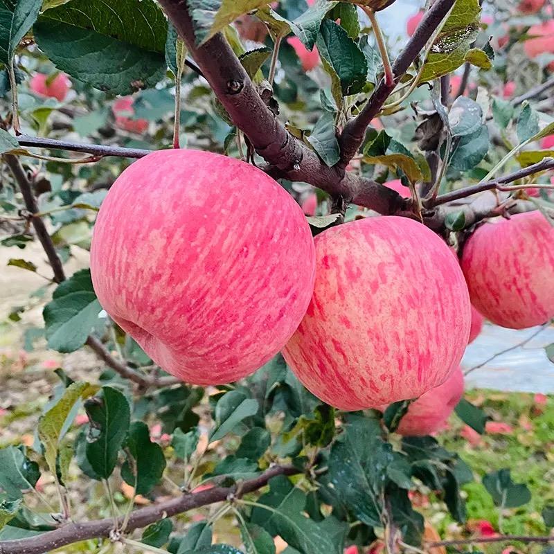 ☘️果果优選