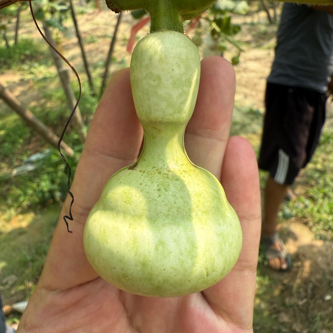 大美葫芦