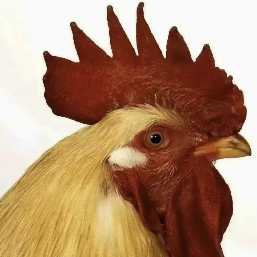 ㅤㅤ ￴ ￴ ￴ ￴