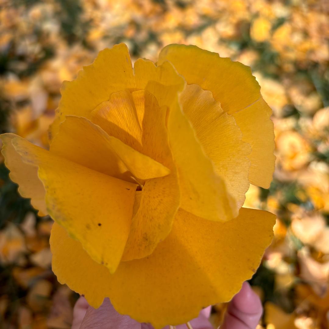 北雁南飞～晓来谁染霜林醉