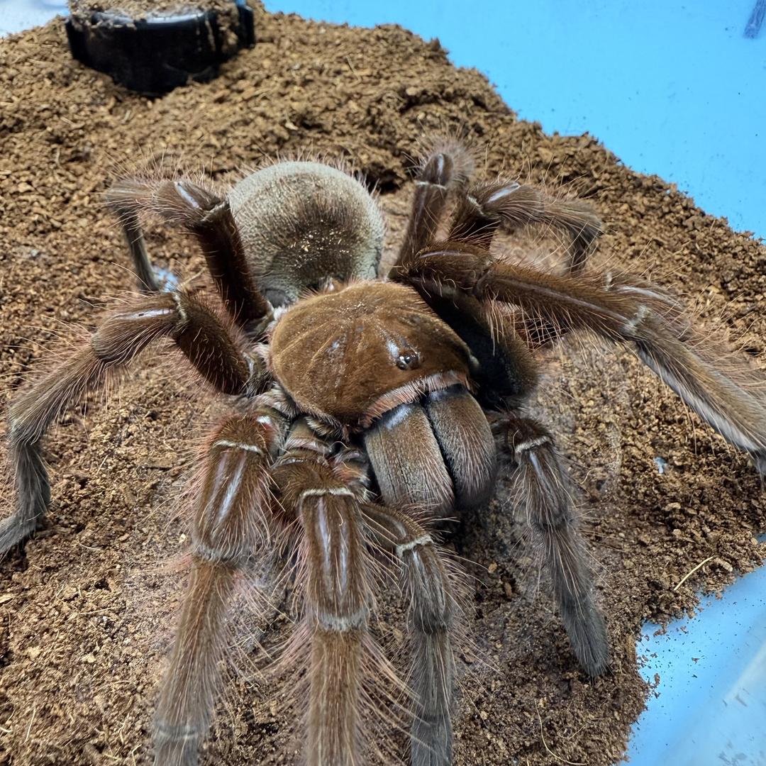 蜘蛛比较乱 乱哥