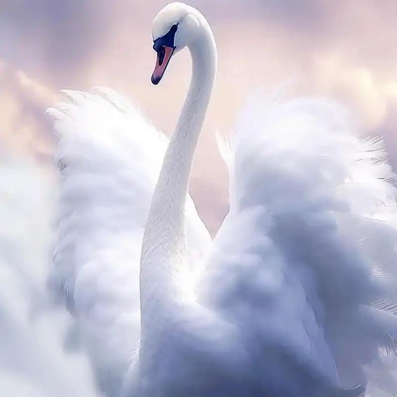 代号-猫头鹰🦉