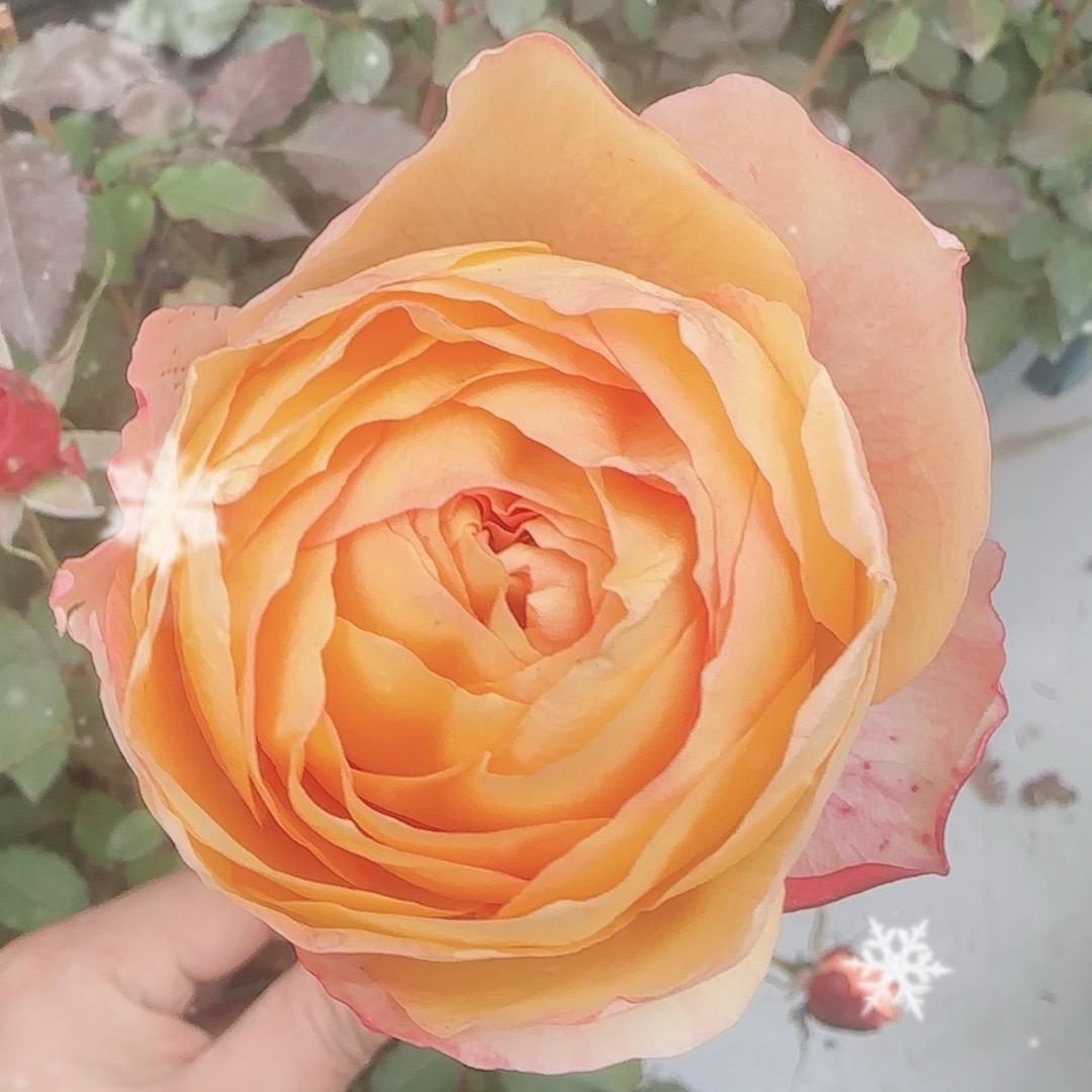 御景花园