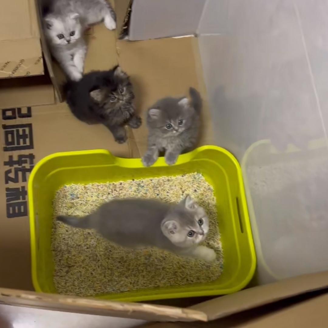 小猫🐱弟