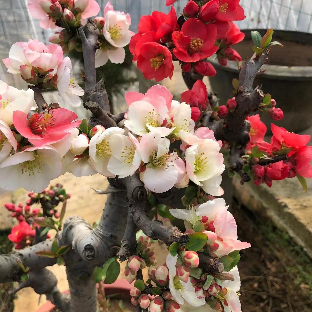 艺枝花盆景