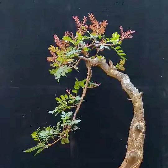 云南千亩清香木源头