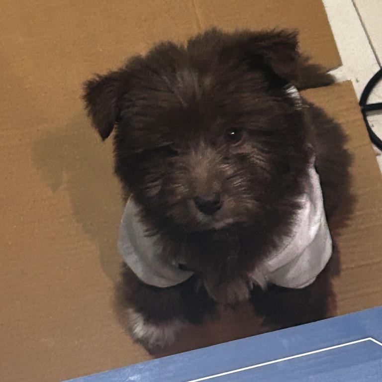 超级赵