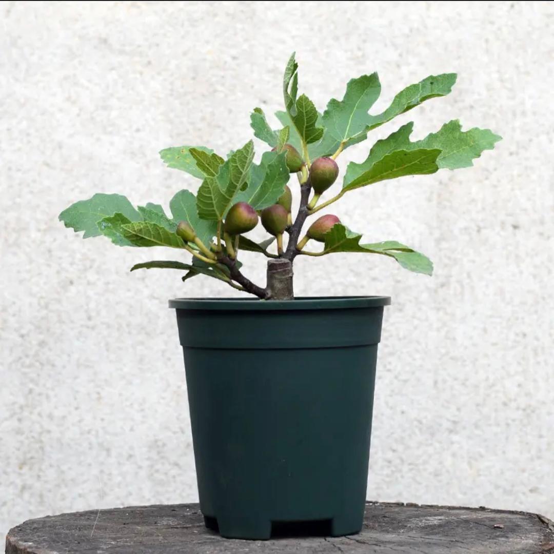 发财鹿株洲市蔷森花卉有限公司园艺专卖店