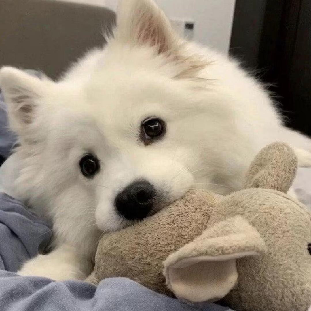 小张🐏