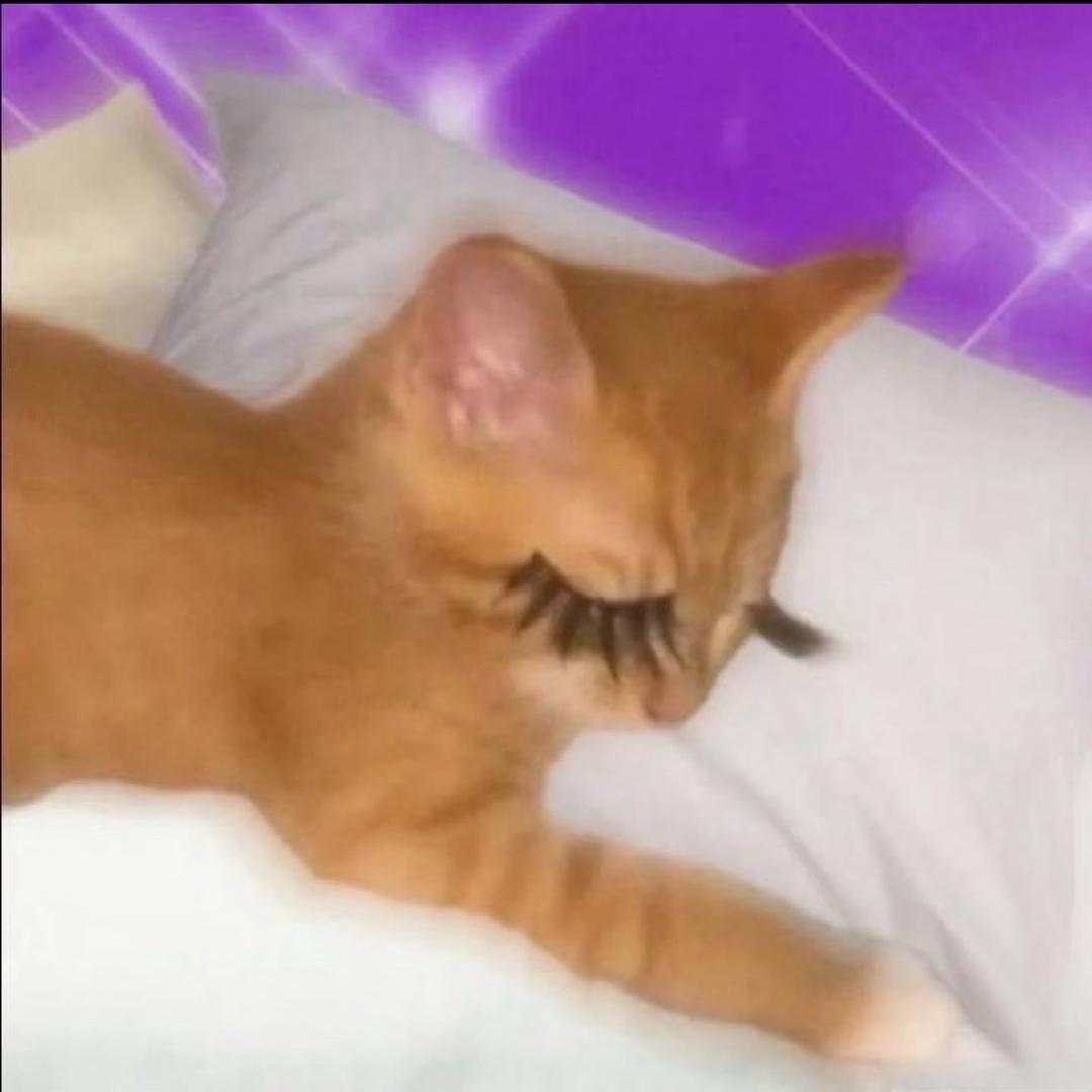 栗莓薯芝