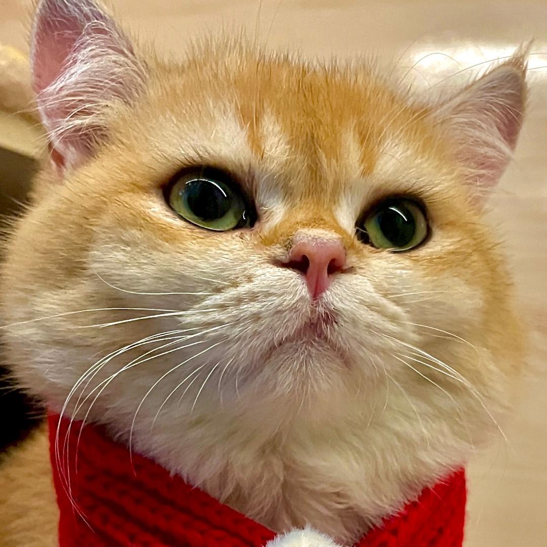 大熊🦁️