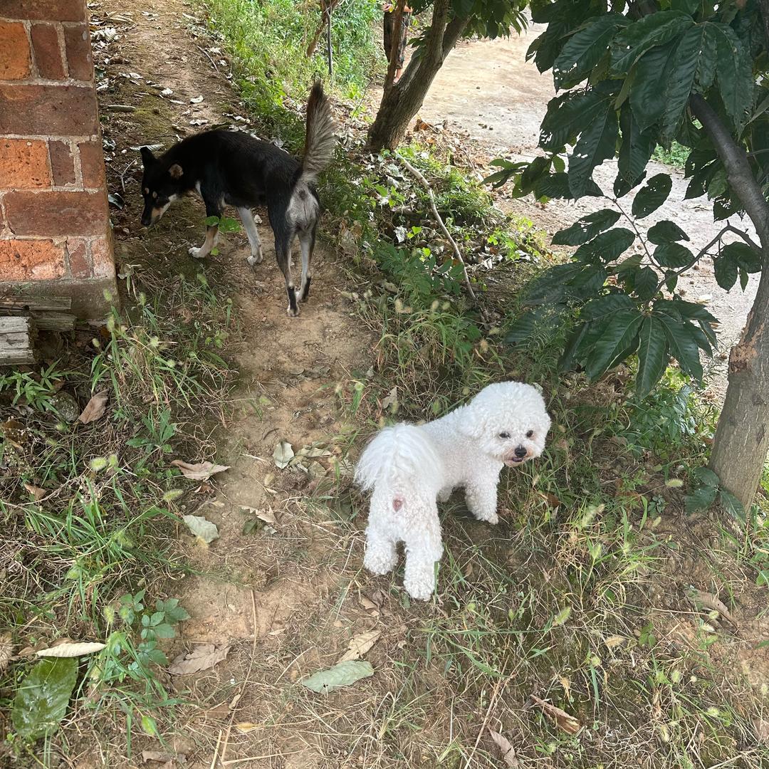 比熊叫小宝🐶