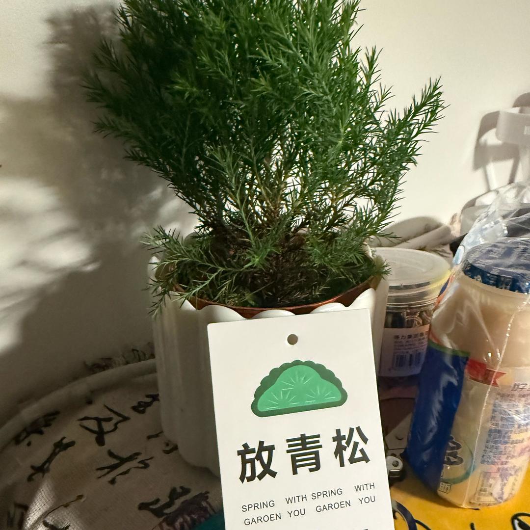 绿化苗木