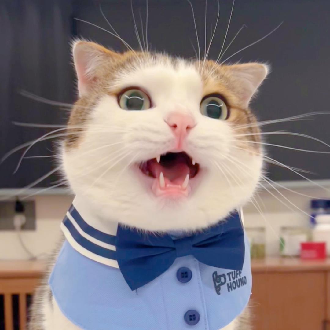 李叔有好多猫
