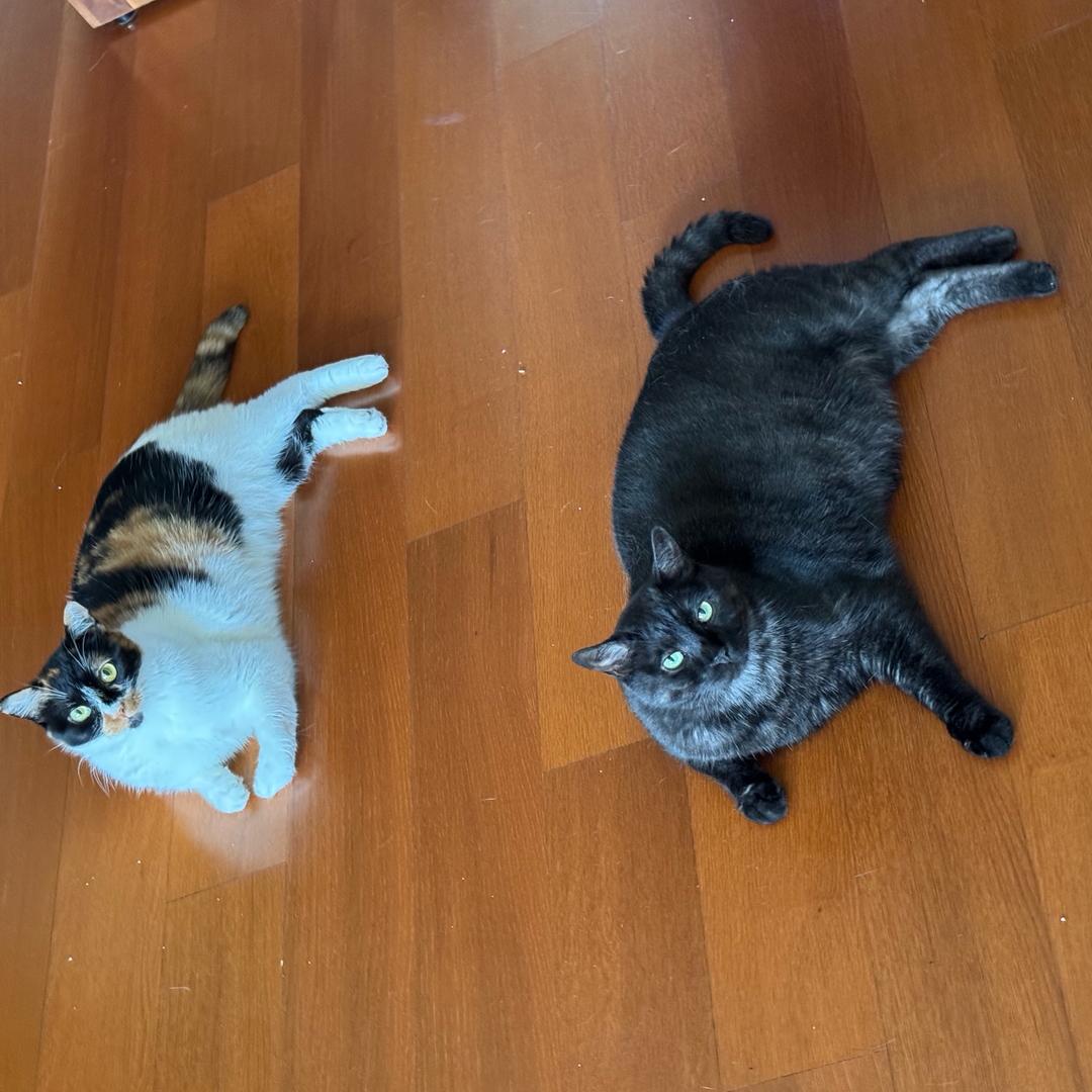 (^^)铭之顾问🍀