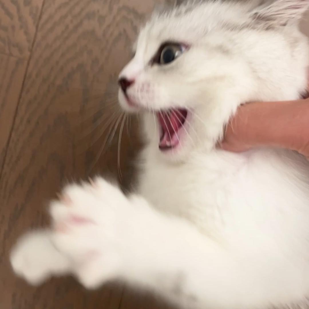 猪八戒
