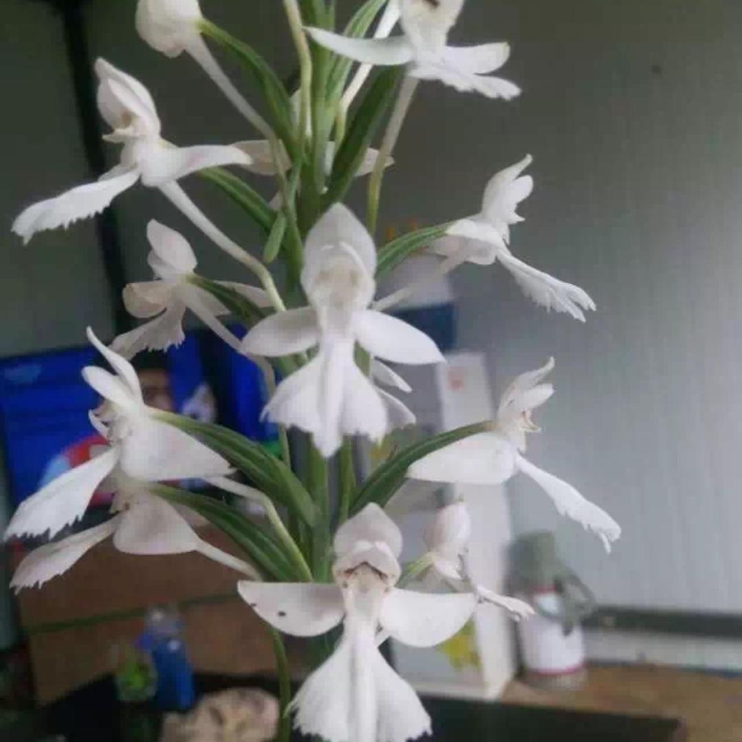 花🌸🌺蕊