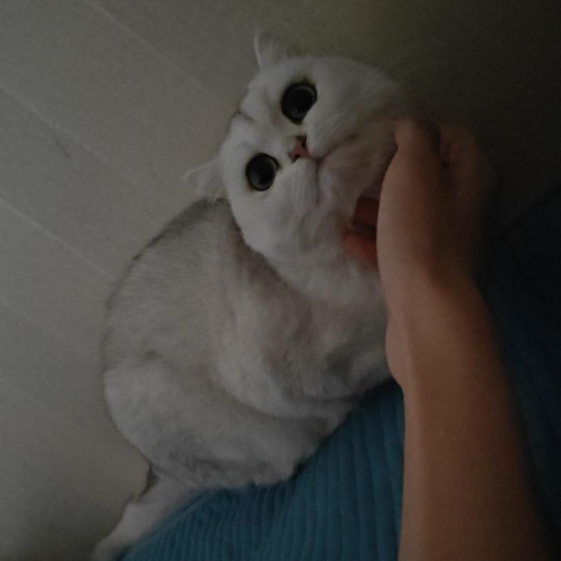 小金豆