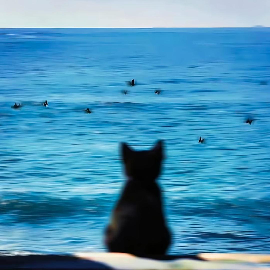 心碎小喵🐾