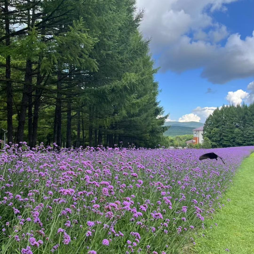 红如忘川彼岸血，灼照幽冥不归途
