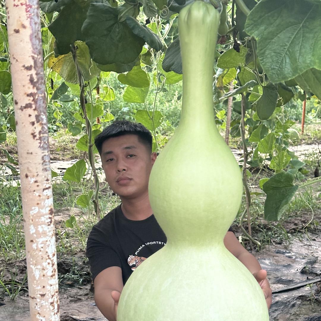 村头葫芦