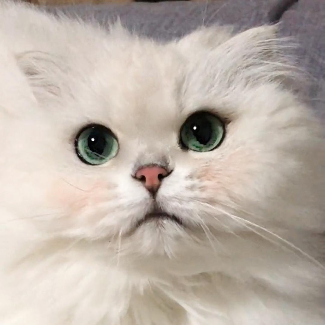 爱生气的小棉花