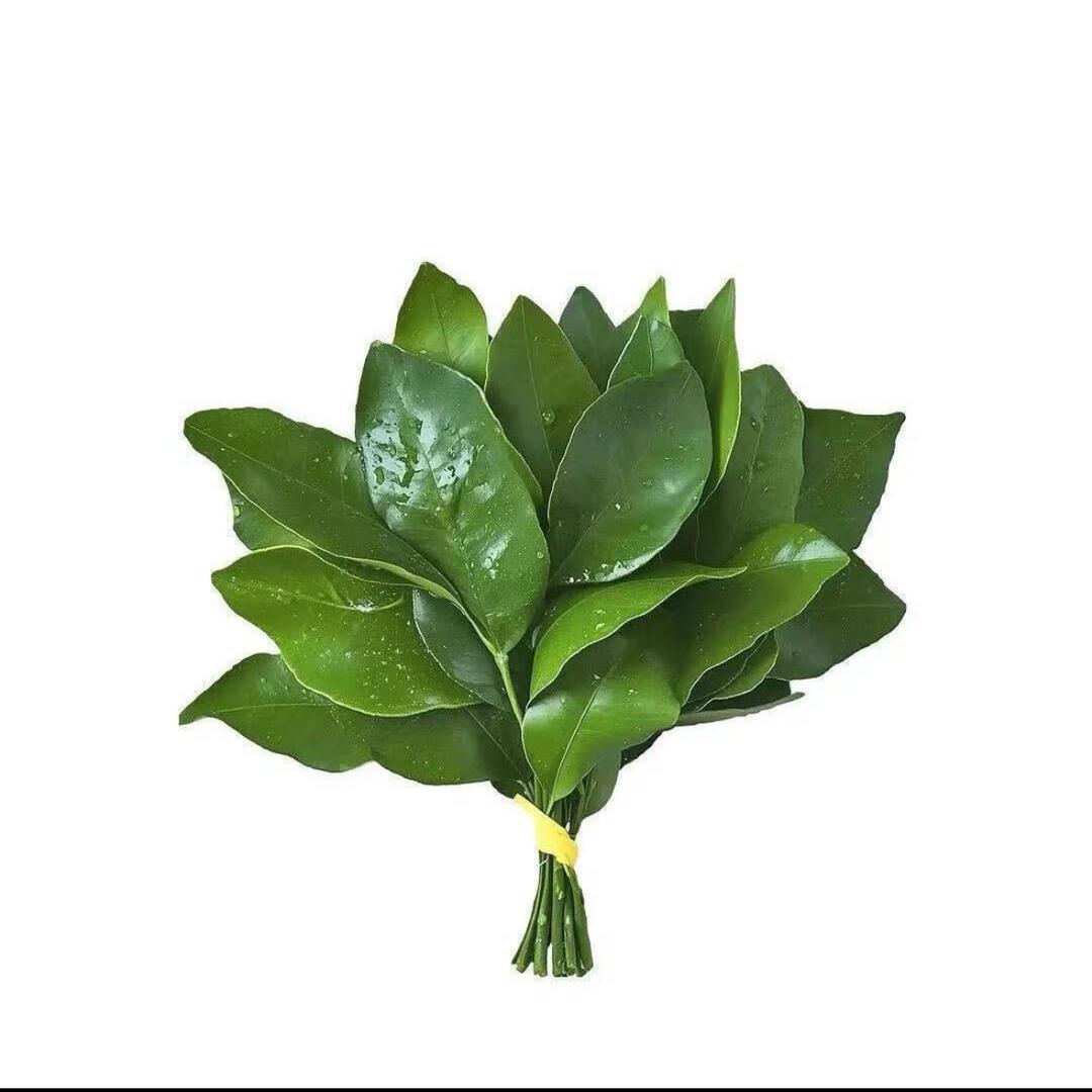 XIn1^