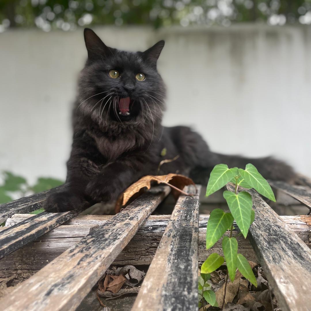 招财金宝猫屋
