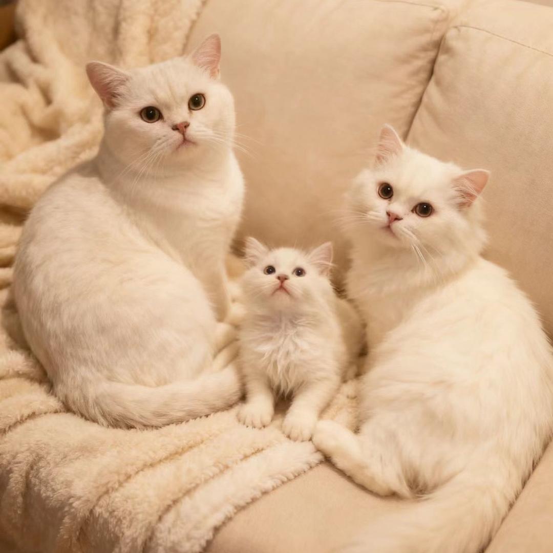 三只猫咪*（卖猫砂版）