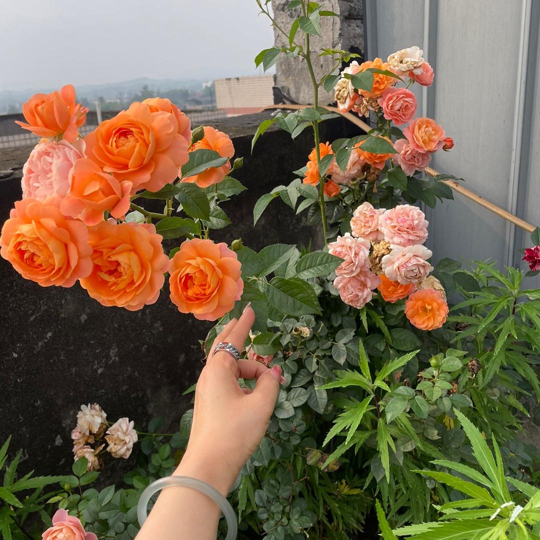 💗᭄小ᝰ英ᩚᝰ俊᭄