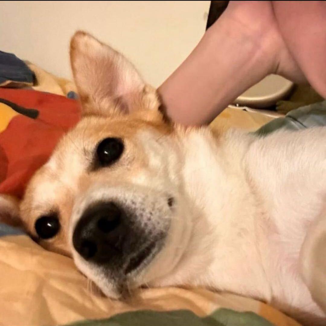 啊臭