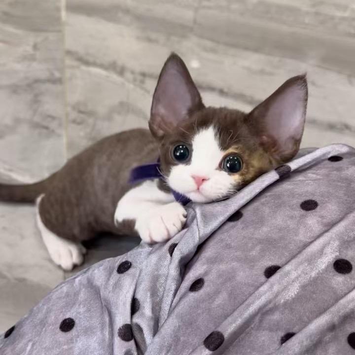 熊熊熊家只有精品猫