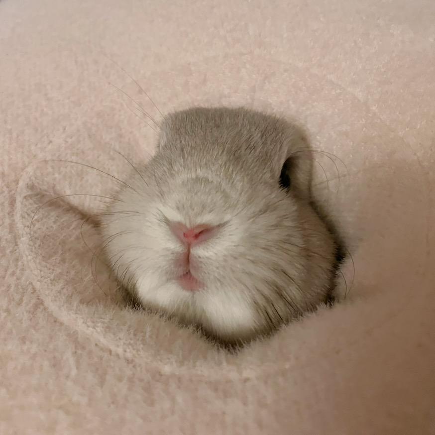 芋头是只猪猪兔