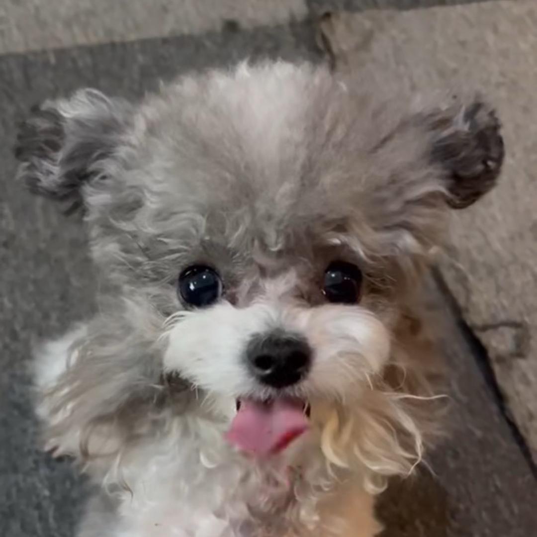 甜甜家的花泰迪1