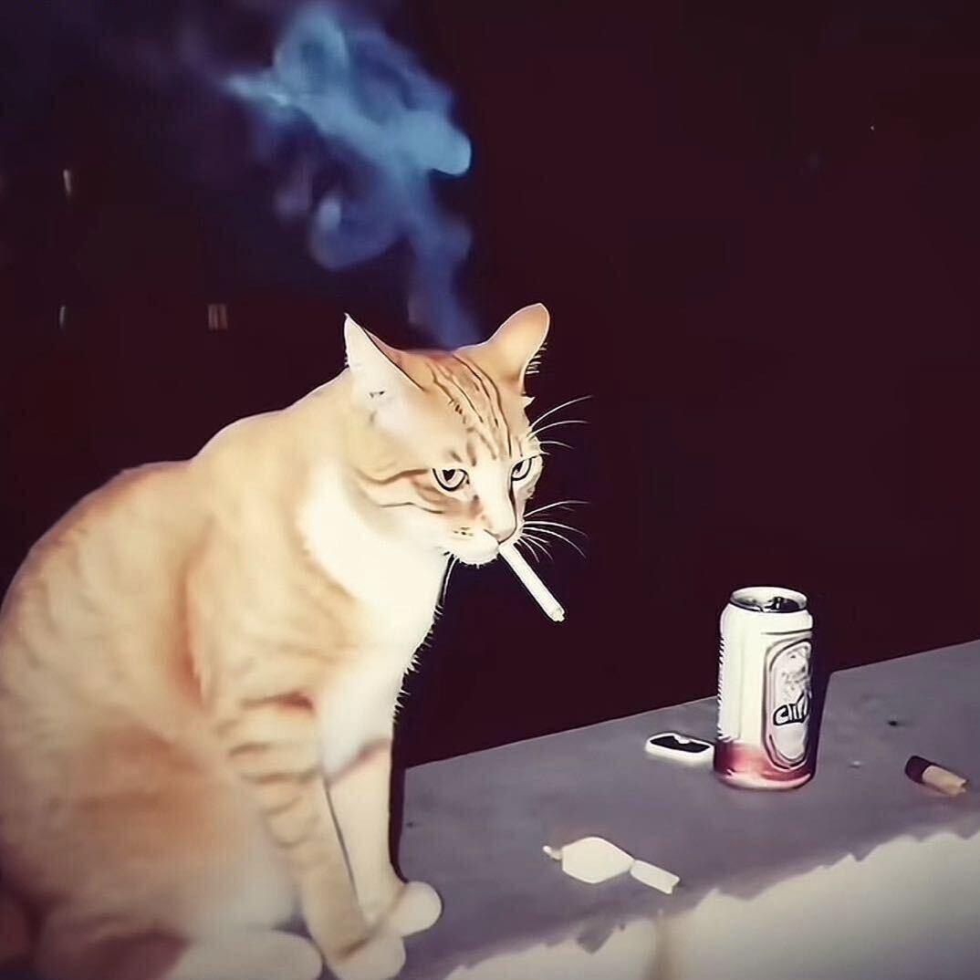 吃番茄大的西红柿